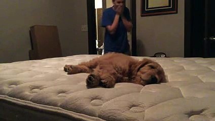 Meets puppy for the first time