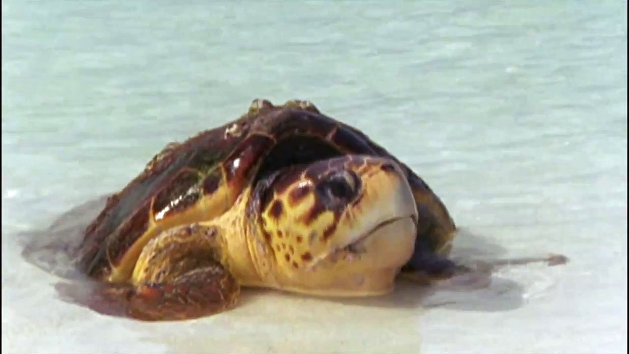 Shark VS. Turtle