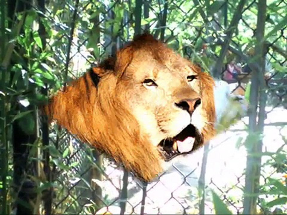 Six Flags Discovery Kingdom "Best" of Land Animals