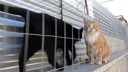 Our Cat Enclosure and Cat Run (DIY Pet Project)