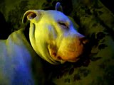 Red nose pitbull/American bulldog Dozer snores like a human LOUD