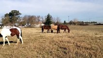 New Scientific Study Men & Women are Different- Different with Horses too- Rick Gore Horsemanship