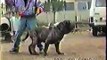 Lisandro (Blasio) Mastino Napoletano   Neapolitan Mastiff