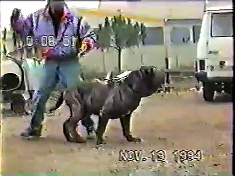 Lisandro (Blasio) Mastino Napoletano Neapolitan Mastiff