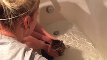 Bailey the Cat Does Not Want a Bath