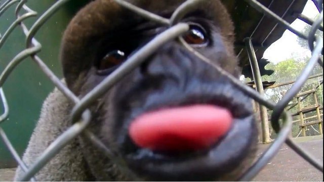 Volunteer Encounters a Cheeky Brazillian Monkey
