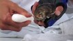 How to Shuck Oysters