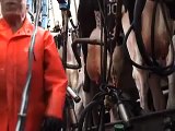 Milking cows in 16x16 De-Laval herringbone parlor