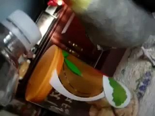 Sunny, the Singing Cockatiel
