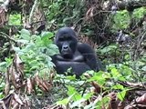 Mountain Gorillas in Uganda