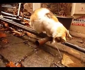 gang bang chez les chats des rues