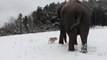 Tarra and Bella in the Snow: Elephant and Dog Best Friends
