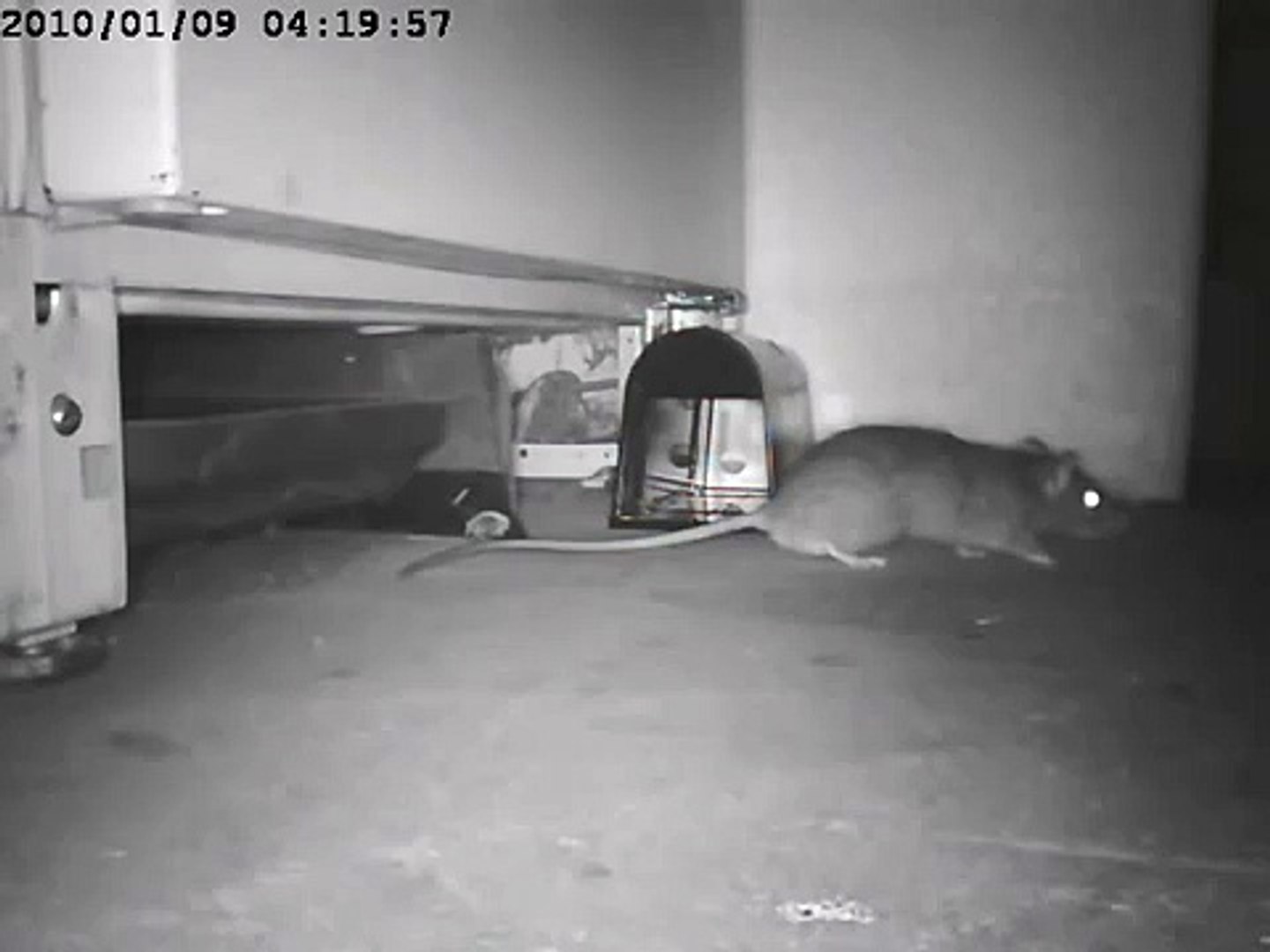 rat shock video with Victor electronic rat trap
