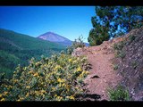 Tenerife, Is. Canarias