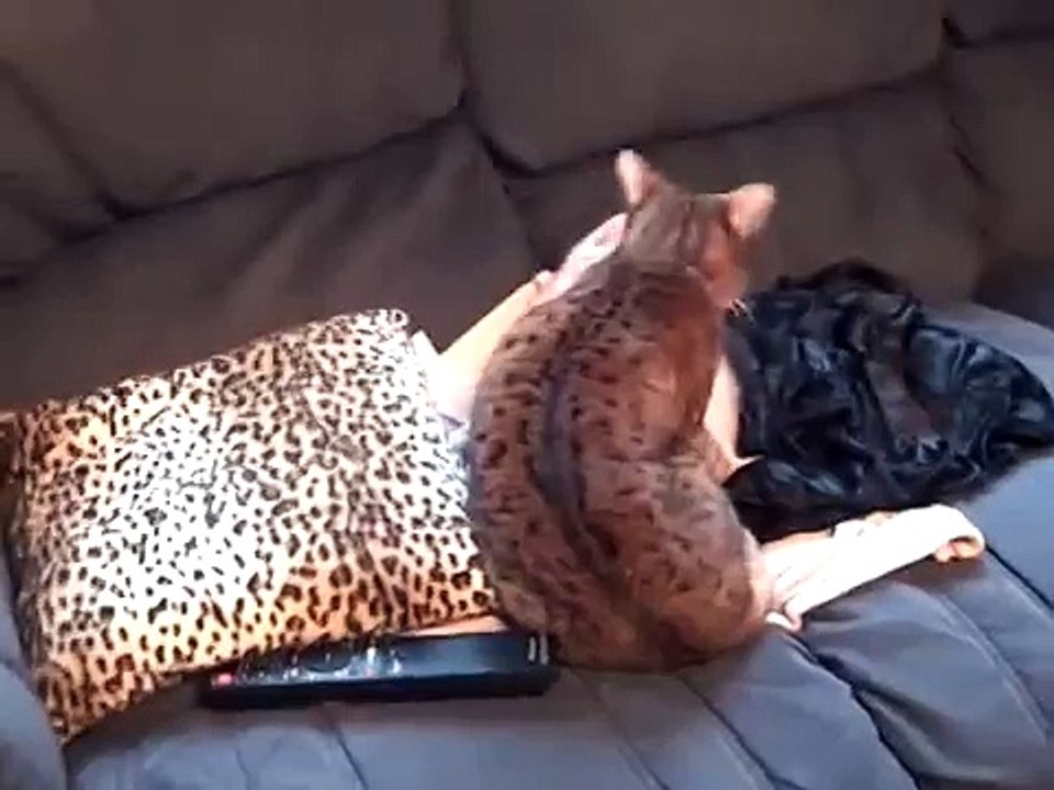 Freya & Teego the cats love each other
