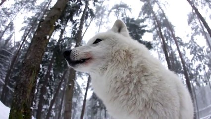 Howling Wolves - Heulende Wölfe