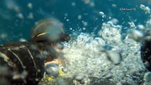 Diving with Sharks | Wild Oceans Ep1