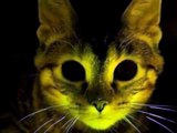 Glowing Cat: Fluorescent Green Felines could help study of HIV