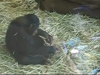 skandal w zoo szympans dogadza sobie żabą żabę na oczach zaszkowanych dzieci !  małpa