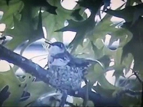 HUMMINGBIRD DON'T FLY AWAY FLY AWAY