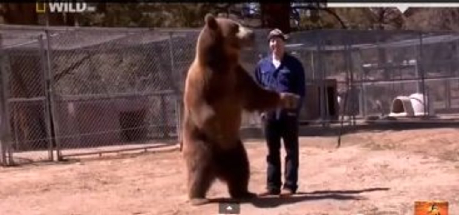 Ayı, Adamın Şah Damarını Koparıp Öldürdü