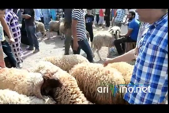 جولة في سوق الجوطية القديمة بالناظور قبيل عيد الأضحى Nador Nador Ariffino.net