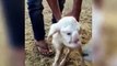 Lamb with human-like features including eyes, nose and mouth is born on a farm in Russia - Watch live streaming & best collection of recorded programs from ARY News, ARY Zauq, ARY Digital, & QTV. Way in to telefilms, dram