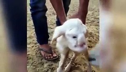 Lamb with human-like features including eyes, nose and mouth is born on a farm in Russia - Watch live streaming & best collection of recorded programs from ARY News, ARY Zauq, ARY Digital, & QTV. Way in to telefilms, dram