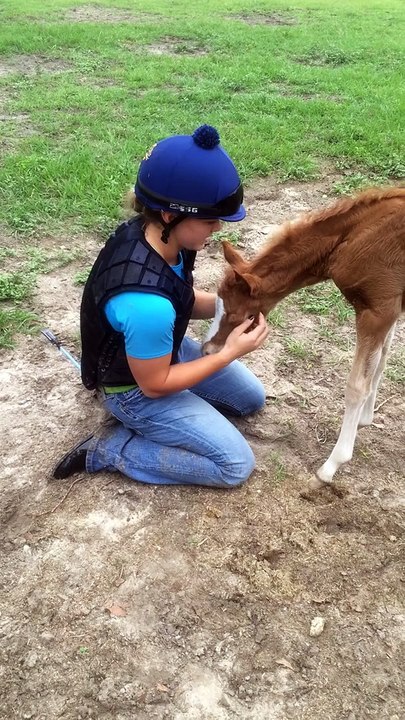 Un poulain fait un gros calin à une petite fille : adorable!