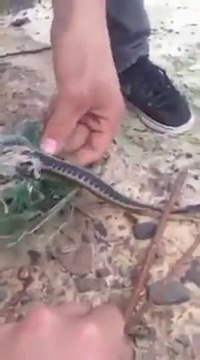 Trapped snake thanks its rescuers pucking a frog! Crazy