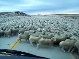 Giant herd of Sheep Blocking the Road in chile