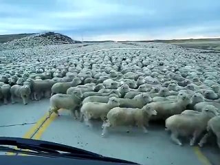 Скачать видео: Plus grand troupeau de moutons jamais vu en pleine route au chili!