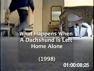 Dachshund Misses His Owners Home Alone Hidden Camera