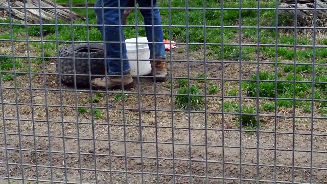 Lion Feeding At Mansfield Zoo Angry Lion Wants To Eat Man