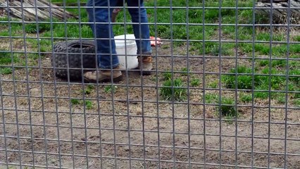Lion Feeding At Mansfield Zoo Angry Lion Wants To Eat Man