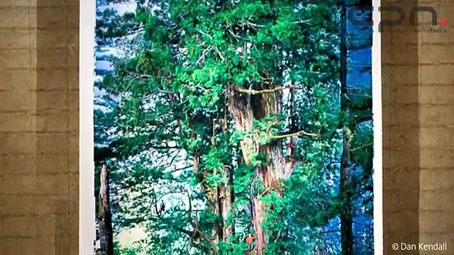 National Geographic Redwood Photograph with three Canon EOS 1Ds Mark II