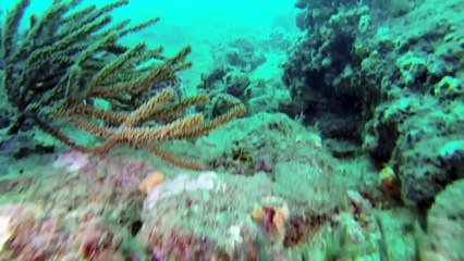 GoPro Camera Same of the best Underwater Fishing