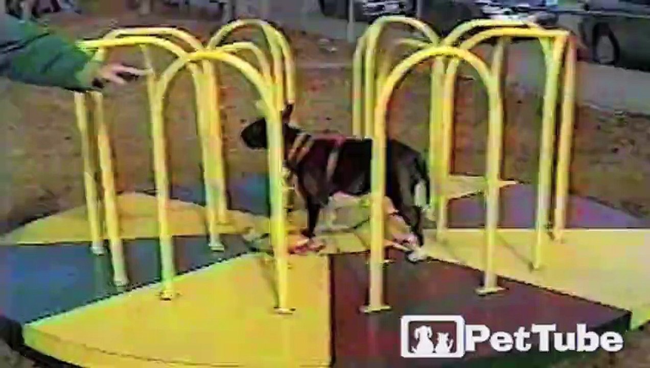 Bull Terrier Balancing Act