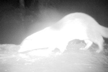 Küre Dağlarında İlk Kez Su Samuru Görüntülendi