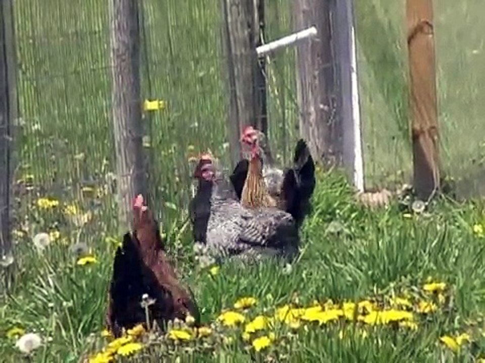 How to raise chickens