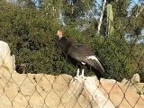 California Condor - Critically Endangered Species