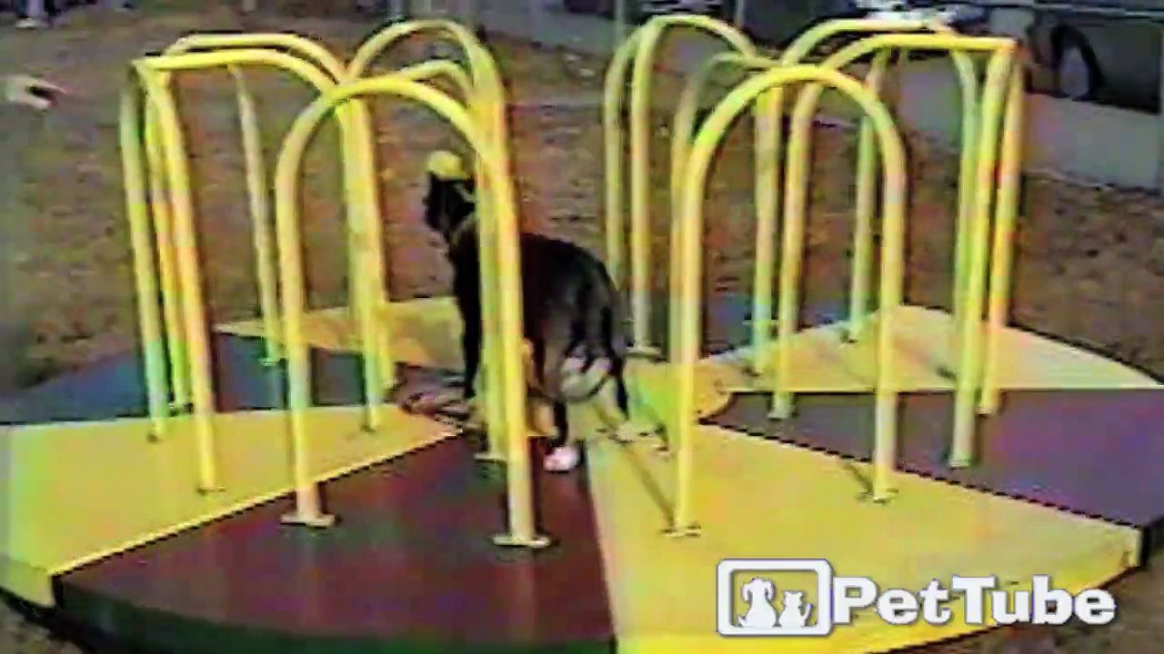 Bull Terrier Balancing Act