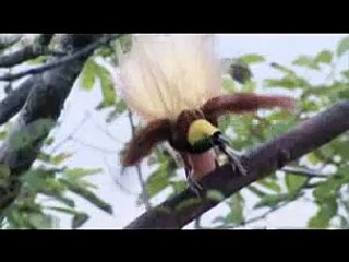 Birds of paradise sing & dance