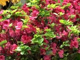 Rhododendrons or Azaleas - Tips for Success