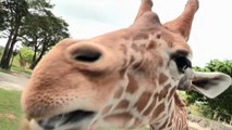 Dos 'pequeas' jirafas, la nueva atraccin del Zoo de Miami