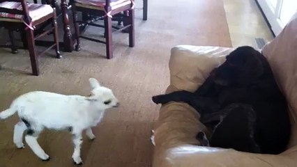 Fun Adorable pet lamb thinks shes a dog
