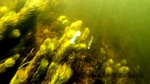 Cool: top / best fish attacks underwater. Fishing lures for pike muskie zander. Рыбалка Атака щуки.