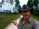 Burmese Pythons in South Florida Everglades