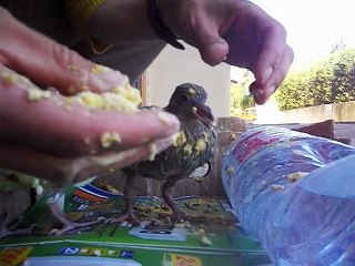 Jodie à table 15 jours