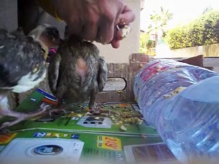 Jack embête Jodie 15 jours